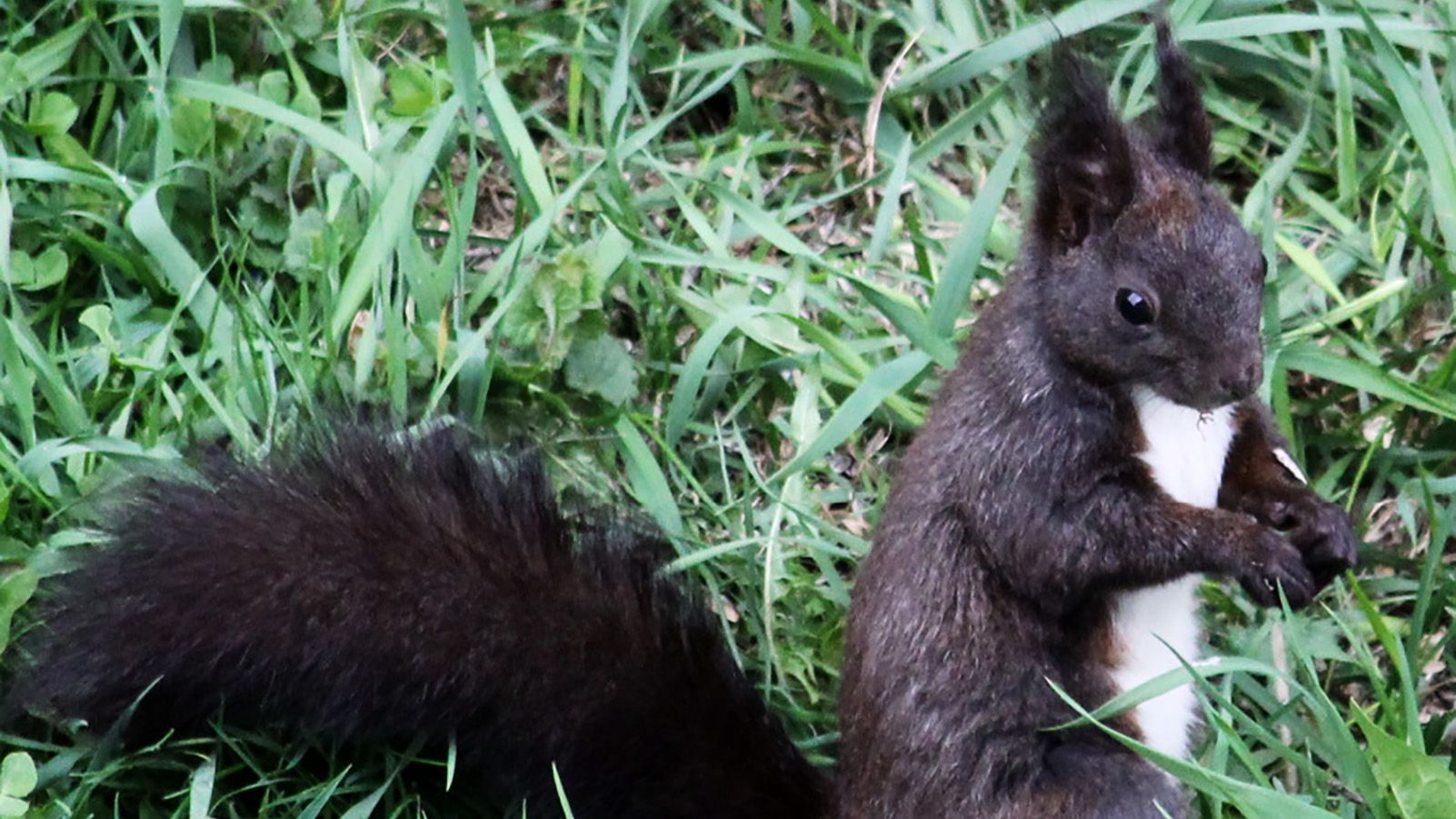 Eichhörnchen von der Seite