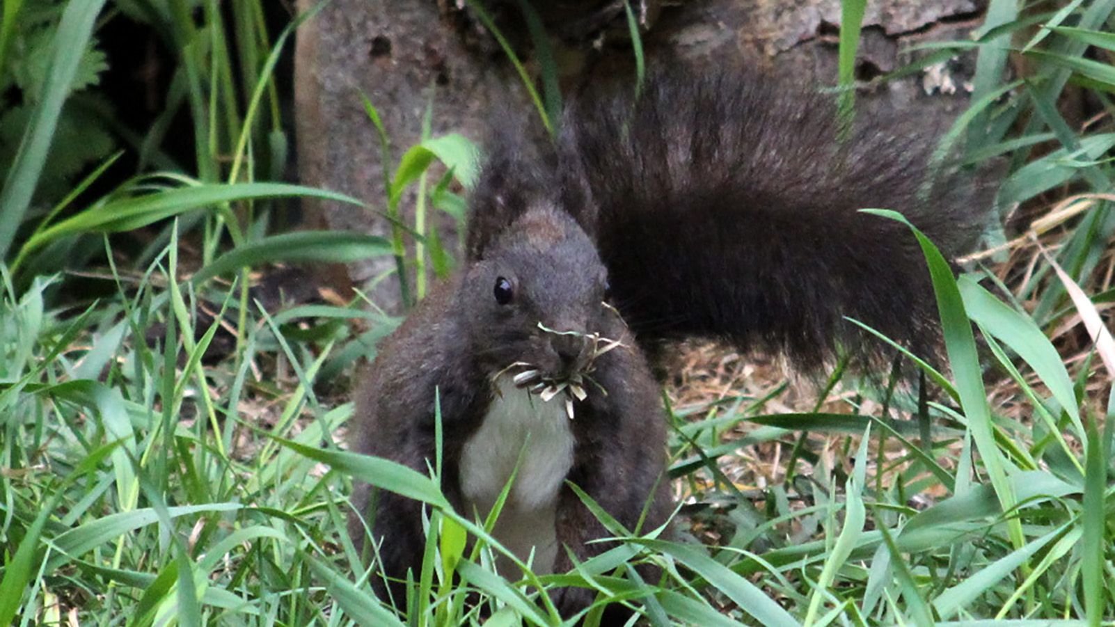 Eichhörnchen von Vorne