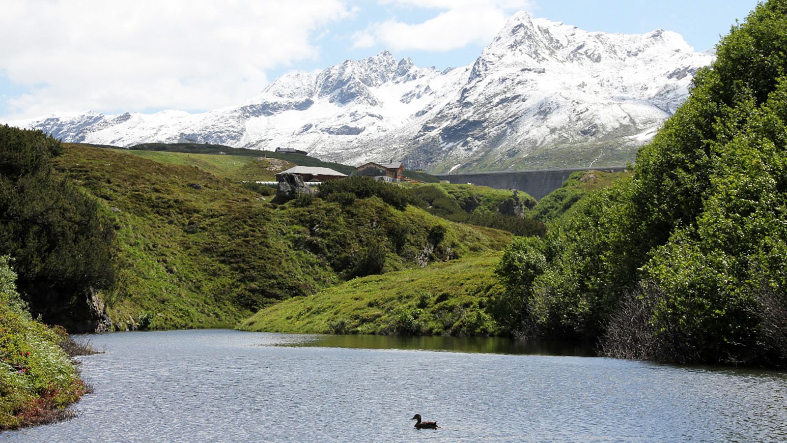 Berglandschaft mit See und einer Ente