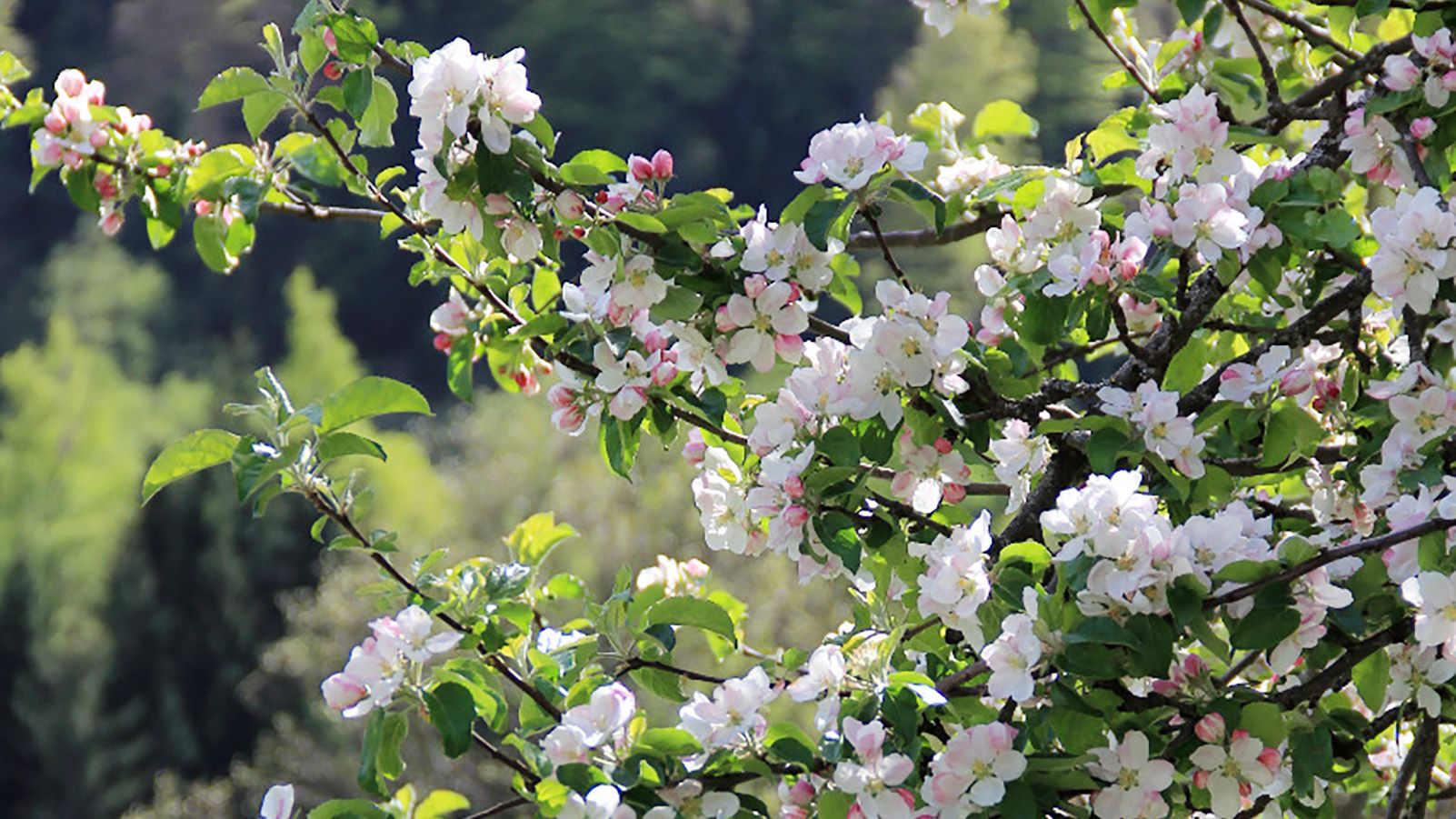 Zweige mit Blüten