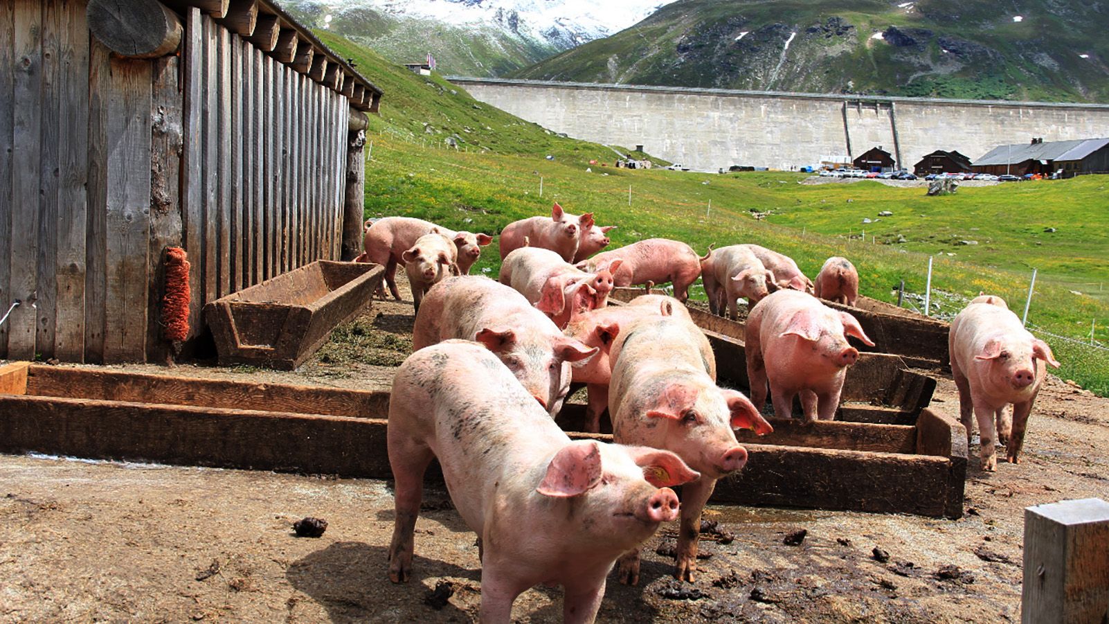 Schweinestall mit Schweine