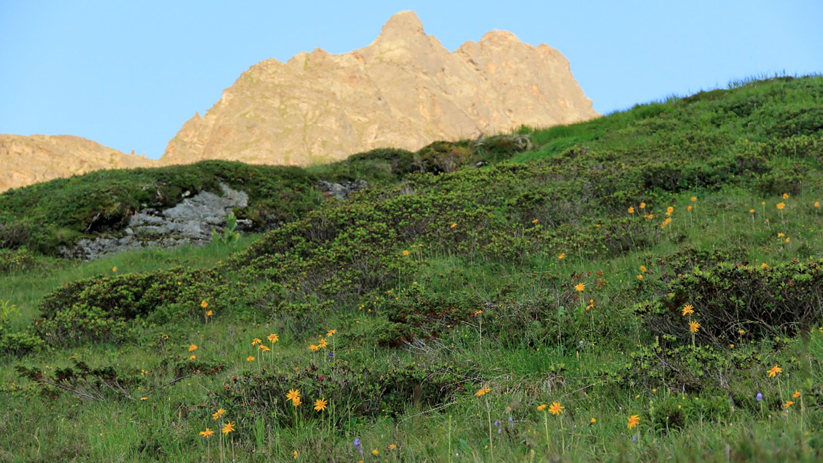 Eine Wiese und ein Berg im Sonnenlicht