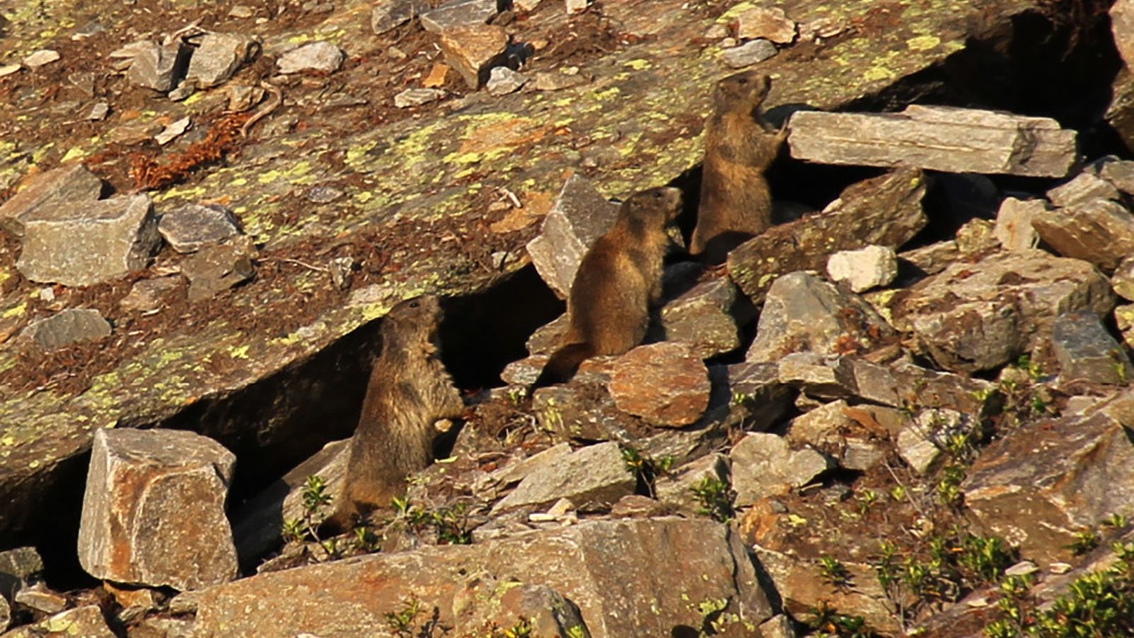 Murmeltiere im Gebirge