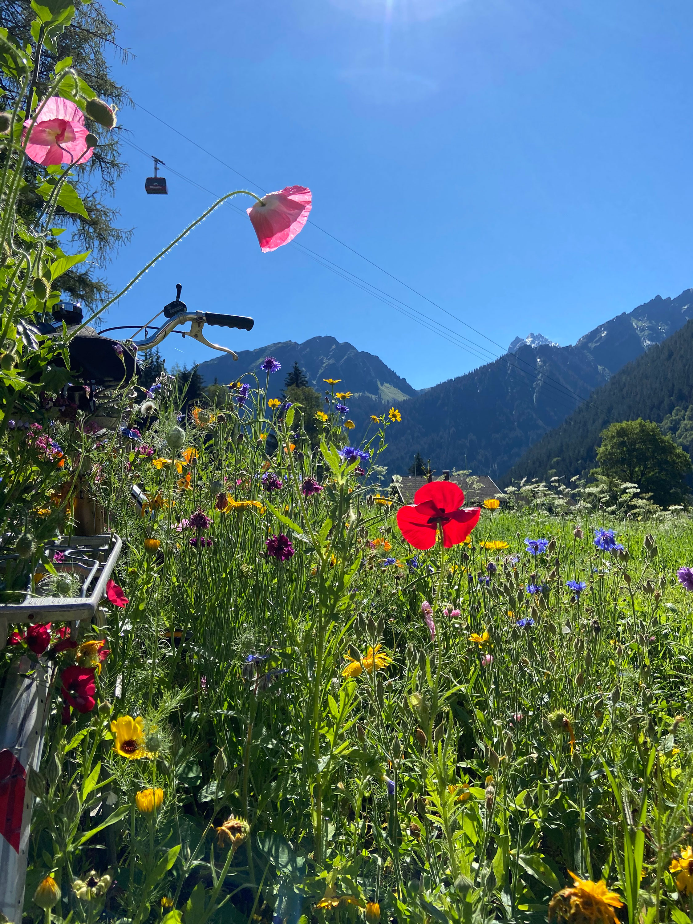 bunte Blumenwiese