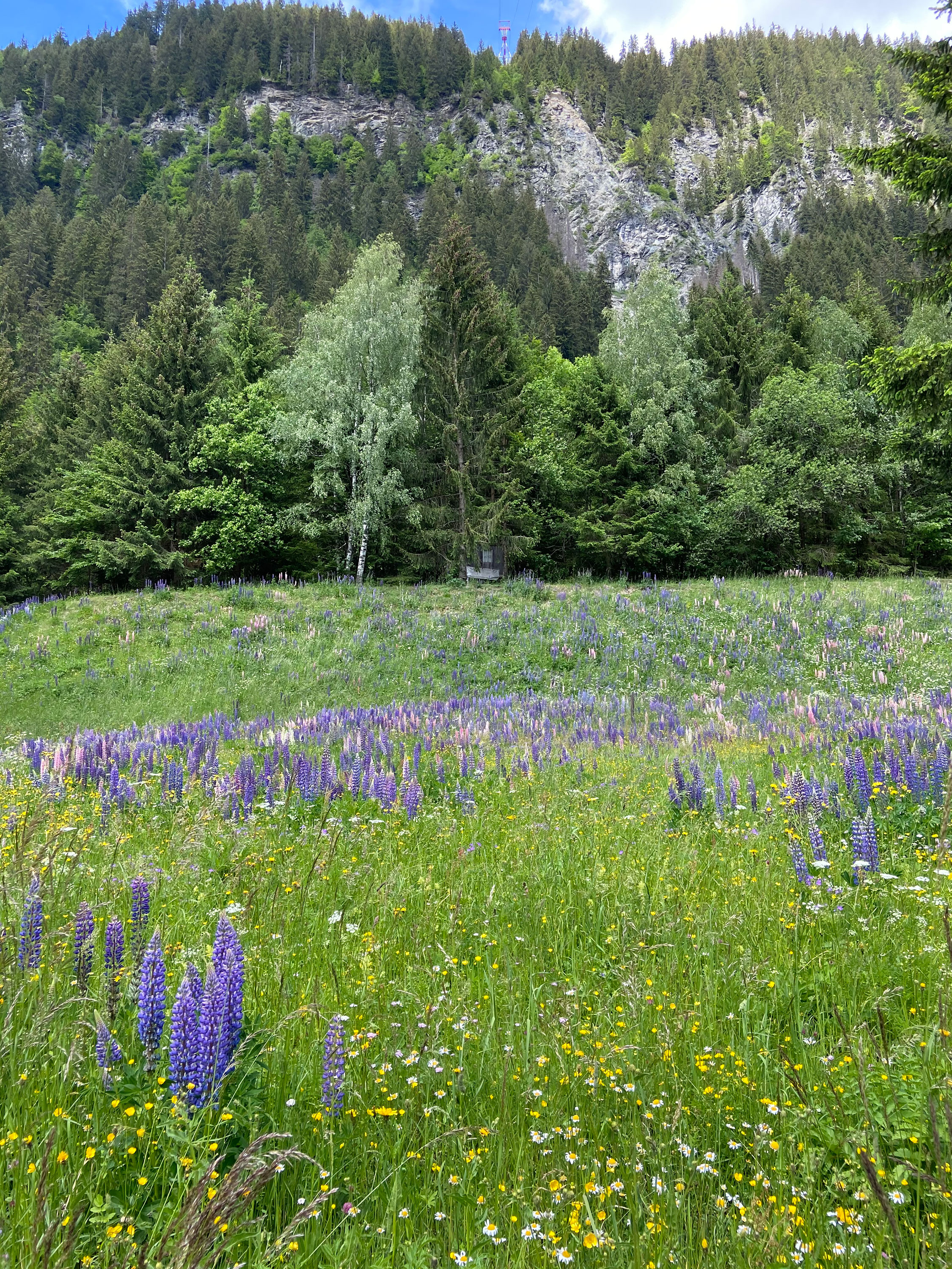Blumenwiese am Waldrand