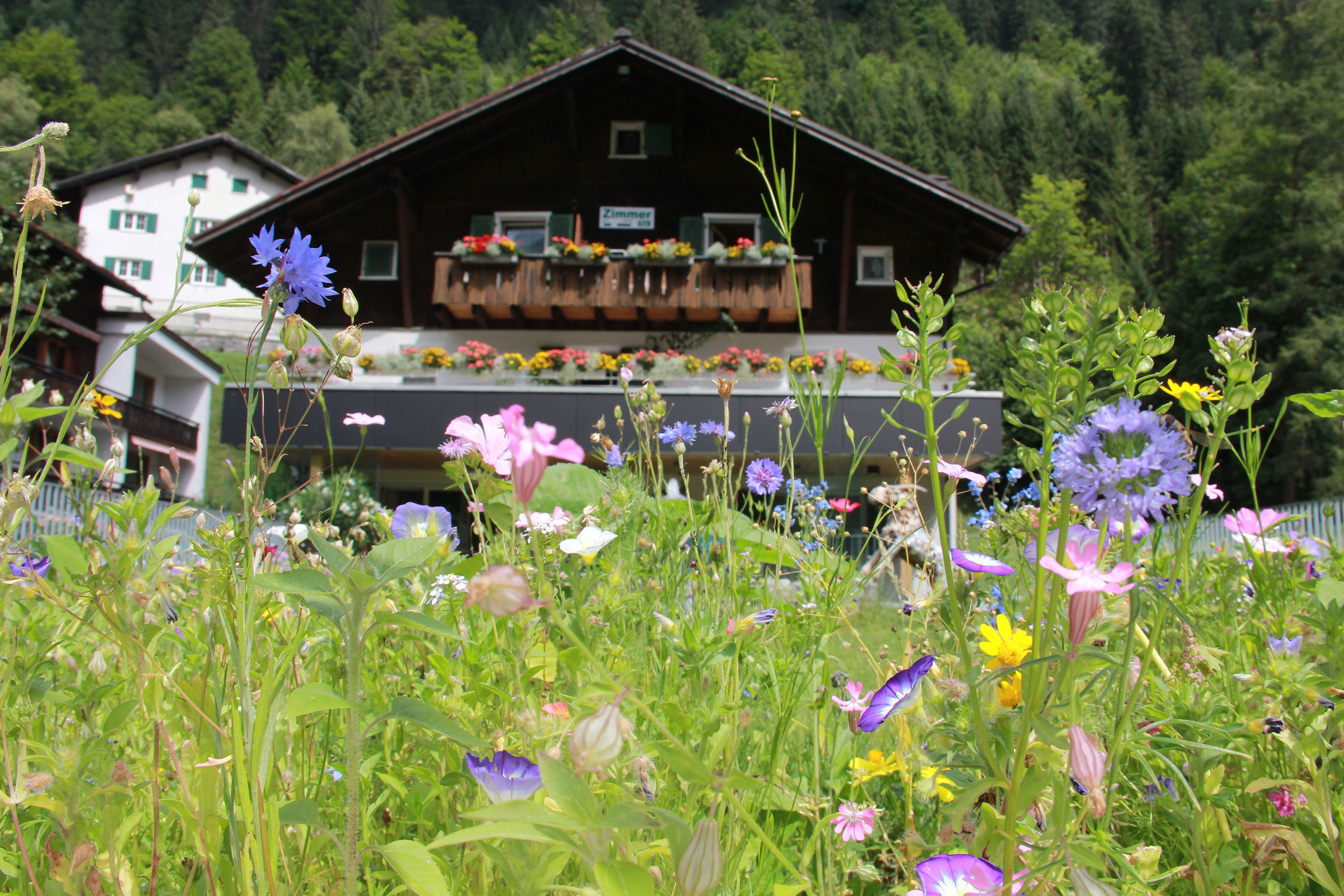 Hausansicht mit bunter Blumenwiese